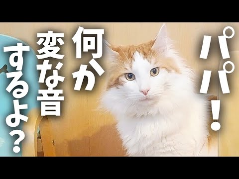 あの音がした瞬間、固まる猫│メインクーン