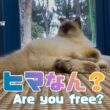 バーマン猫ラフ【ヒマなん？】Are you free?（バーマン猫）Birman/Cat