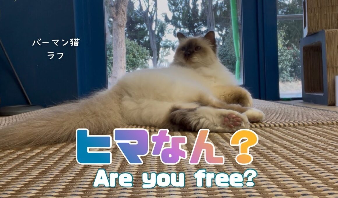 バーマン猫ラフ【ヒマなん？】Are you free?（バーマン猫）Birman/Cat