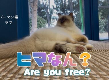 バーマン猫ラフ【ヒマなん？】Are you free?（バーマン猫）Birman/Cat