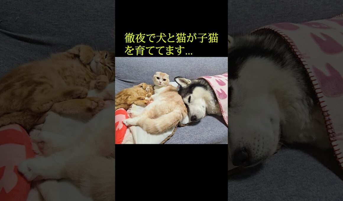 徹夜で犬と猫が子猫を育てています...#shorts