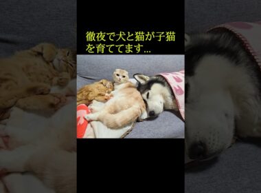 徹夜で犬と猫が子猫を育てています...#shorts