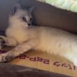 茶白ネコのジュニア、シャムの雫。日焼けしたくないの。焼けると、黒猫になっちゃうから」