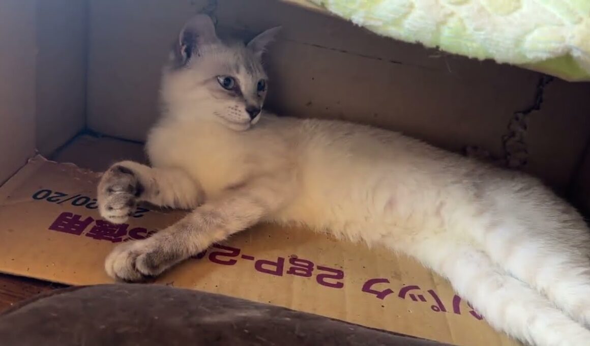 茶白ネコのジュニア、シャムの雫。日焼けしたくないの。焼けると、黒猫になっちゃうから」