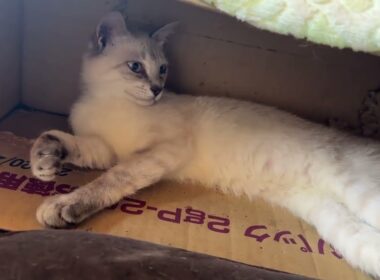 茶白ネコのジュニア、シャムの雫。日焼けしたくないの。焼けると、黒猫になっちゃうから」