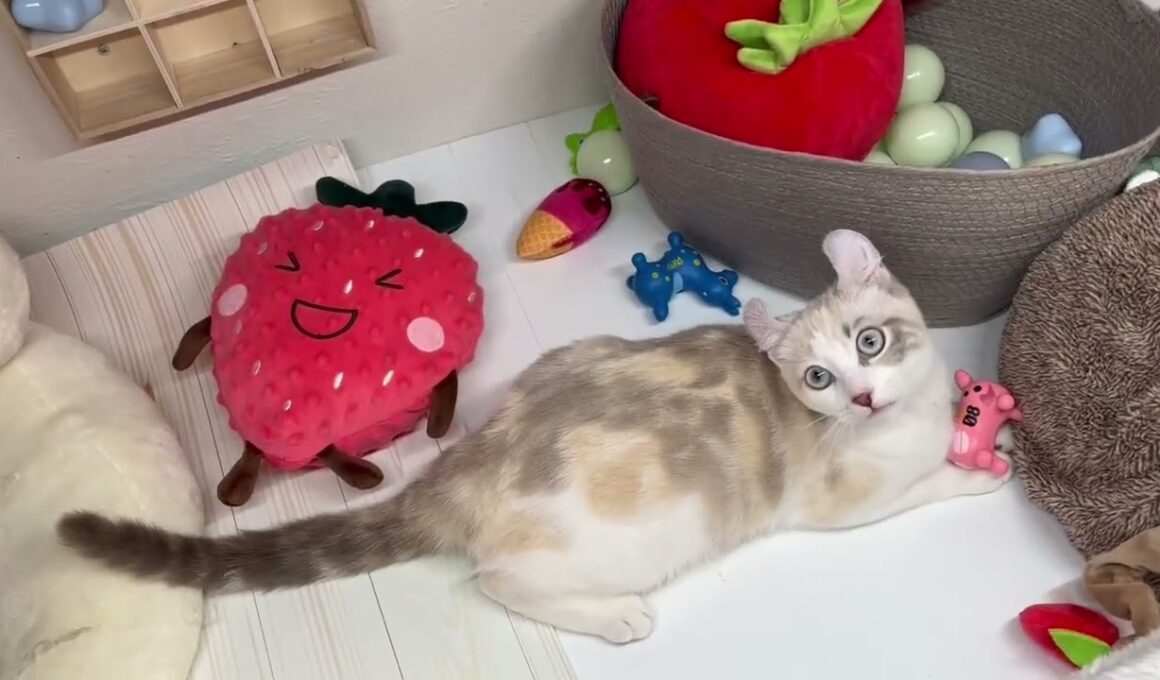 ペットショップcoo&riku No.730398　アメリカンカール