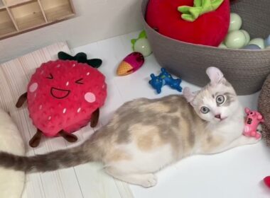 ペットショップcoo&riku No.730398　アメリカンカール