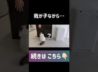 #shorts #猫 #子猫 #ラグドール #甘えん坊猫 #ぬいぐるみ猫