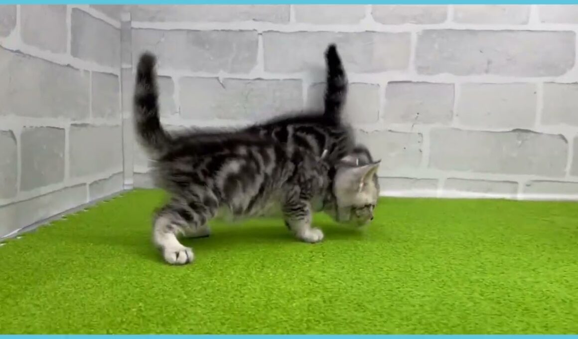 Coo&RIKU　No.00742748 アメリカンショートヘアー