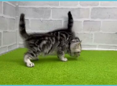 Coo&RIKU　No.00742748 アメリカンショートヘアー