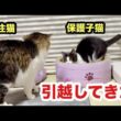 子猫が引っ越してきました