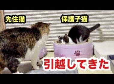 子猫が引っ越してきました