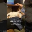 子猫の寝姿の変化