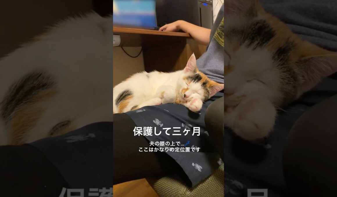 子猫の寝姿の変化