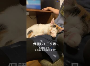 子猫の寝姿の変化