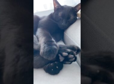 あんよにぎにぎ黒猫ボンベイ　#cat #ねこ #ねこのいる暮らし #ねこのいる生活 #ねこ動画 #猫 #猫好きさんと繋がりたい #かわいい #癒やし #甘えん坊