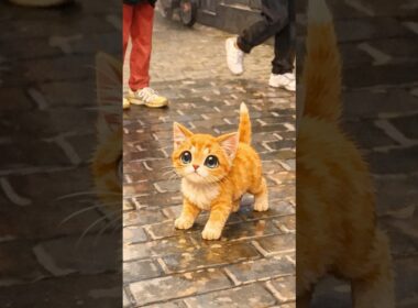 置いていかれた小さな子猫 #保護猫 #rescue #cat #shorts