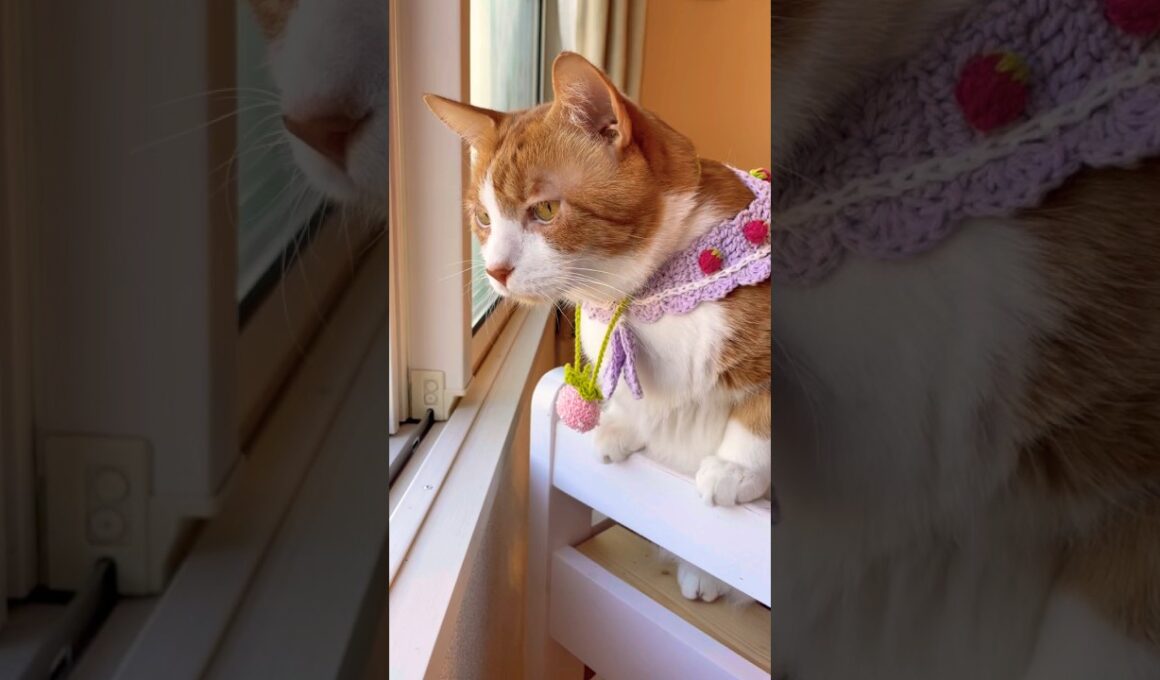 返答が全部イケメンにゃんで呆れ果ててしまったスノーシュー猫 #shorts #cat #猫のいる暮らし