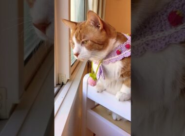 返答が全部イケメンにゃんで呆れ果ててしまったスノーシュー猫 #shorts #cat #猫のいる暮らし