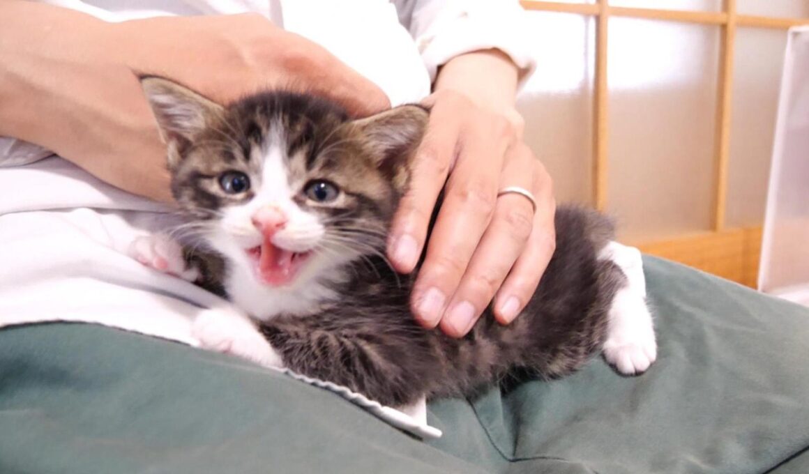 赤ちゃん子猫だと思ったら、ニャーニャー隊でした？【赤ちゃん猫　保護猫】