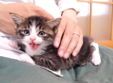 赤ちゃん子猫だと思ったら、ニャーニャー隊でした？【赤ちゃん猫　保護猫】