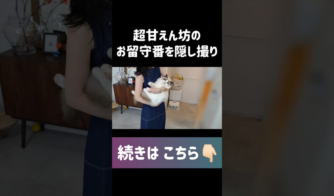 #shorts #猫 #子猫 #ラグドール #甘えん坊猫 #見守りカメラ