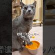 【ロシアンブルー】めろんの朝はいつもこんな感じです🤗元気が1番ですね🥳【猫】#shorts