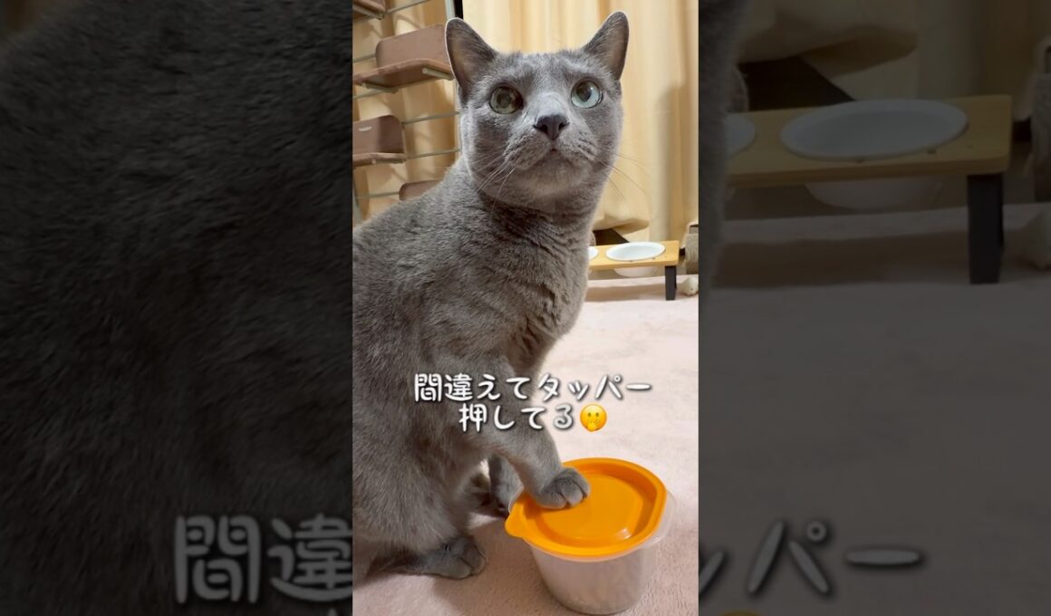 【ロシアンブルー】めろんの朝はいつもこんな感じです🤗元気が1番ですね🥳【猫】#shorts