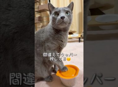 【ロシアンブルー】めろんの朝はいつもこんな感じです🤗元気が1番ですね🥳【猫】#shorts