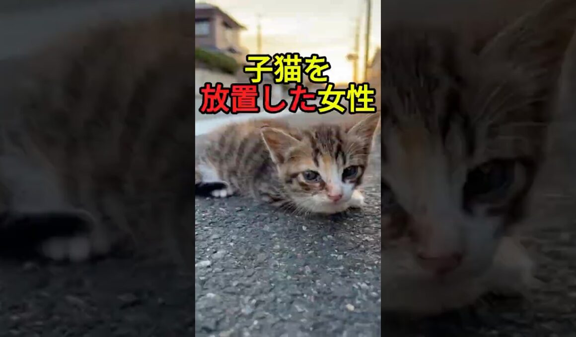 弱った子猫を置いていった女性【感動物語】 #shorts
