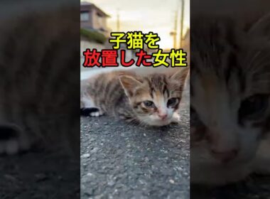弱った子猫を置いていった女性【感動物語】 #shorts