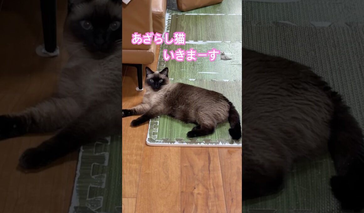 あざらしになるシャム猫のふくさん【たぬき猫】 #cat #しゃむねこ #猫のいる暮らし #猫好きさんと繋がりたい #ねこ #cutecat #cat