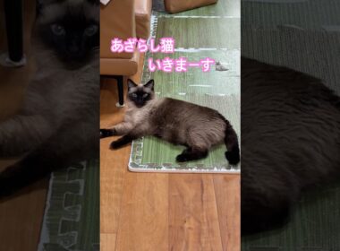 あざらしになるシャム猫のふくさん【たぬき猫】 #cat #しゃむねこ #猫のいる暮らし #猫好きさんと繋がりたい #ねこ #cutecat #cat