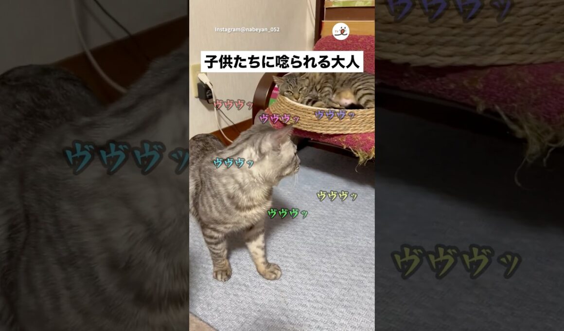 実家で生まれた子猫達に唸られる｜PECO