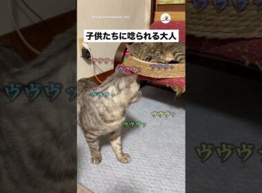 実家で生まれた子猫達に唸られる｜PECO