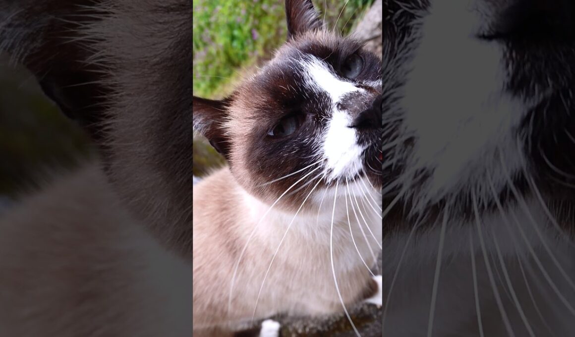 シャム猫さんと探索#猫 #ねこ #cat #Shorts