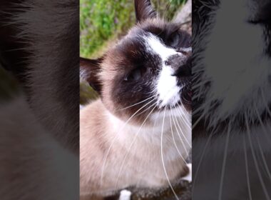 シャム猫さんと探索#猫 #ねこ #cat #Shorts