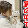 寒い夜…庭子猫が「お家に入れて」と必死に訴えてきました！【三毛母猫の子猫】