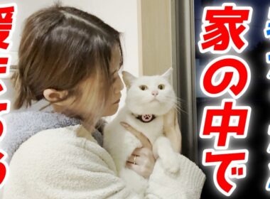 寒い夜…庭子猫が「お家に入れて」と必死に訴えてきました！【三毛母猫の子猫】