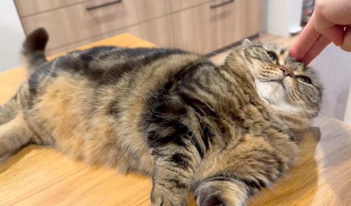 許せニャスケ…これで最後だ