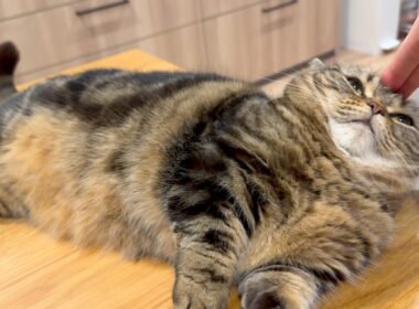 許せニャスケ…これで最後だ