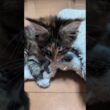 マットをカミカミ、キックキックするメインクーン子猫の小町ちゃん❗