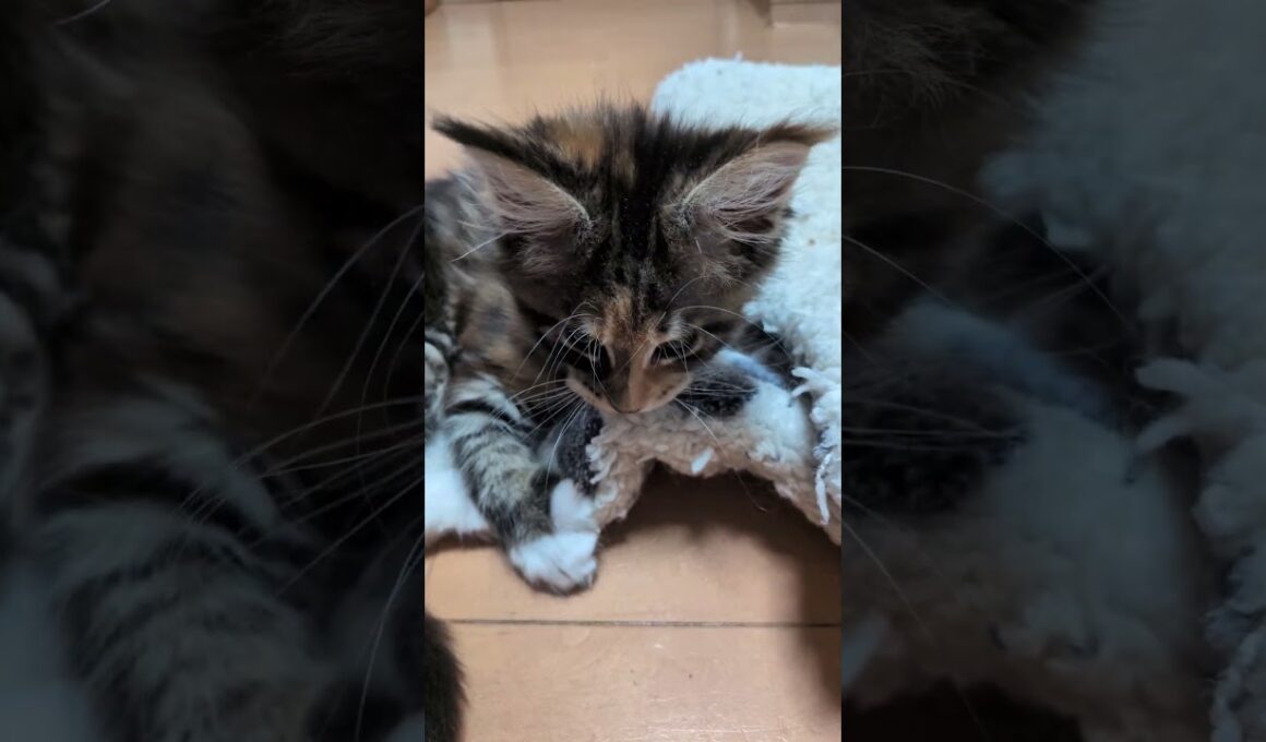 マットをカミカミ、キックキックするメインクーン子猫の小町ちゃん❗