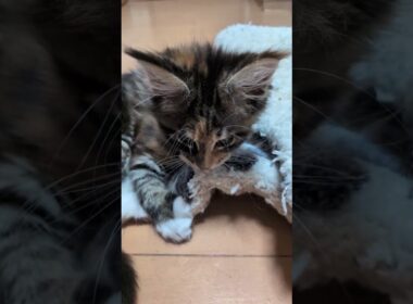 マットをカミカミ、キックキックするメインクーン子猫の小町ちゃん❗