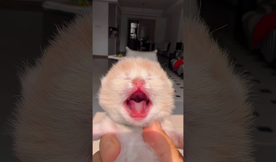 🔥🥰Tiny Kitten Big Meow #cat #kitten #子猫 #meow