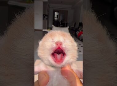 🔥🥰Tiny Kitten Big Meow #cat #kitten #子猫 #meow