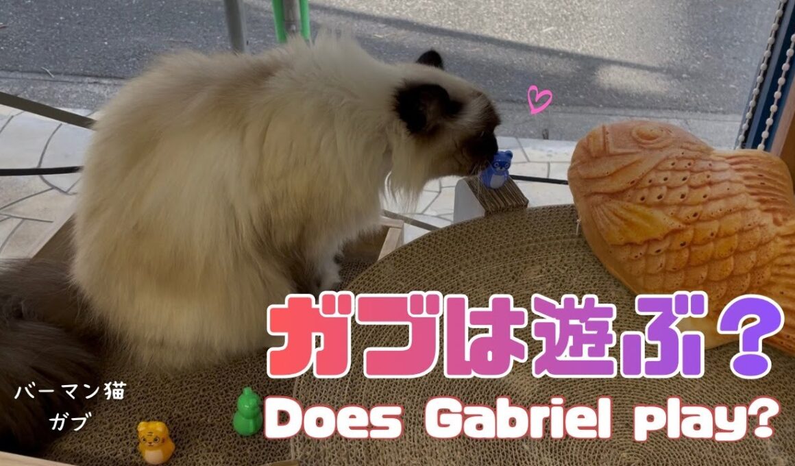 バーマン猫ガブとラフ【ガブは遊ぶ？】Does Gabriel play?（バーマン猫）Birman/Cat