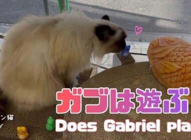 バーマン猫ガブとラフ【ガブは遊ぶ？】Does Gabriel play?（バーマン猫）Birman/Cat