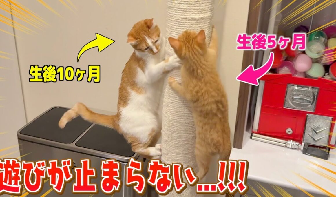 自分と同じ年頃の子猫に遊び方を伝授する兄猫