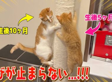自分と同じ年頃の子猫に遊び方を伝授する兄猫